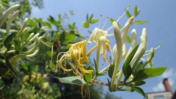 Ylang ylangolie ØKO - Urtegaarden - Image 2