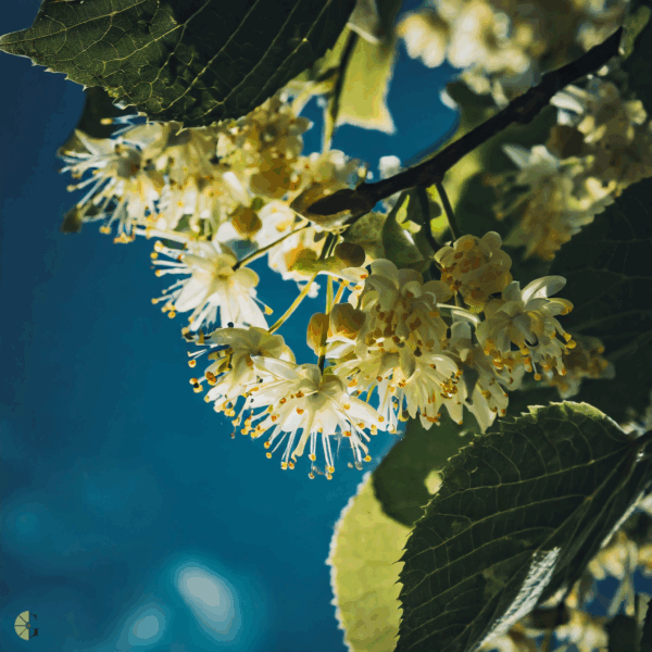Linden Blossom - Aromen - Image 2