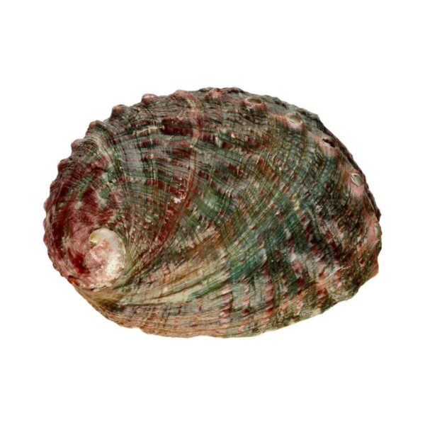 Large Threaded Abalone Shell - Image 2