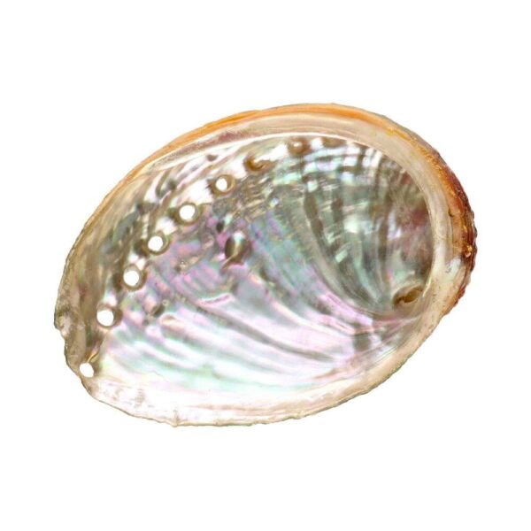 Large Threaded Abalone Shell