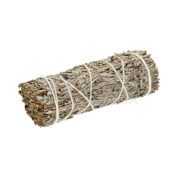 California Blue Sage (Salvia Farinacea) - Image 3