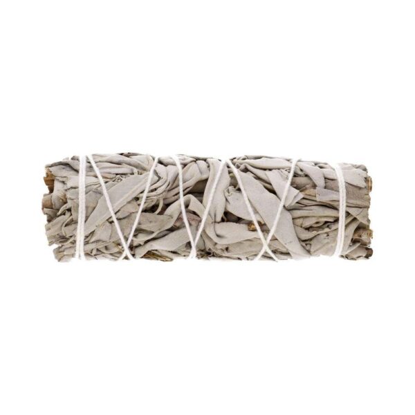 California White Sage (Salvia Apiana) – 10-11 cm - Image 3
