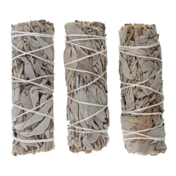 California White Sage (Salvia Apiana) – 10-11 cm - Image 2