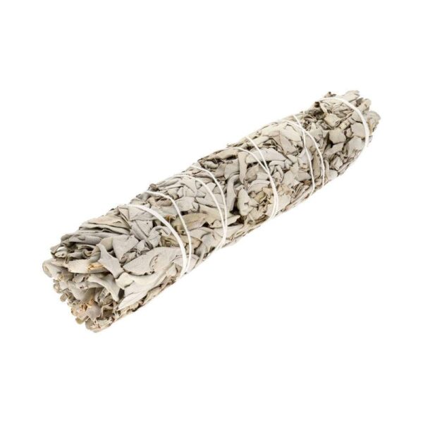 Large California White Sage (Salvia Apiana) – 23 cm